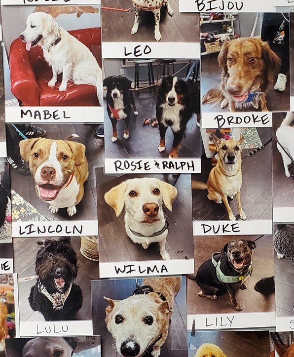 contact us lickers and whines